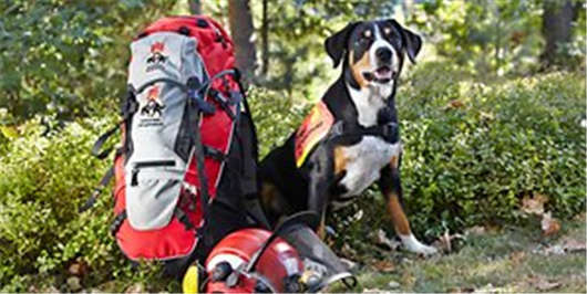 德國漢堡，在這里你不能夠招惹他們四條腿的朋友