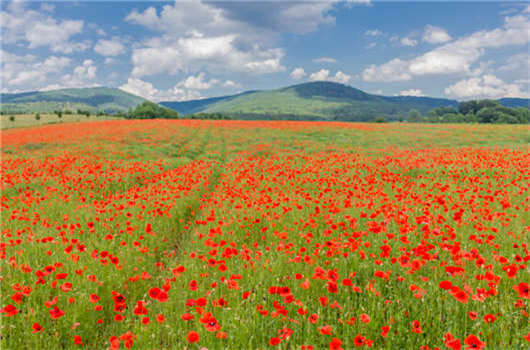 如何在德國獲得求職者居住許可證，德國居留權(quán)！